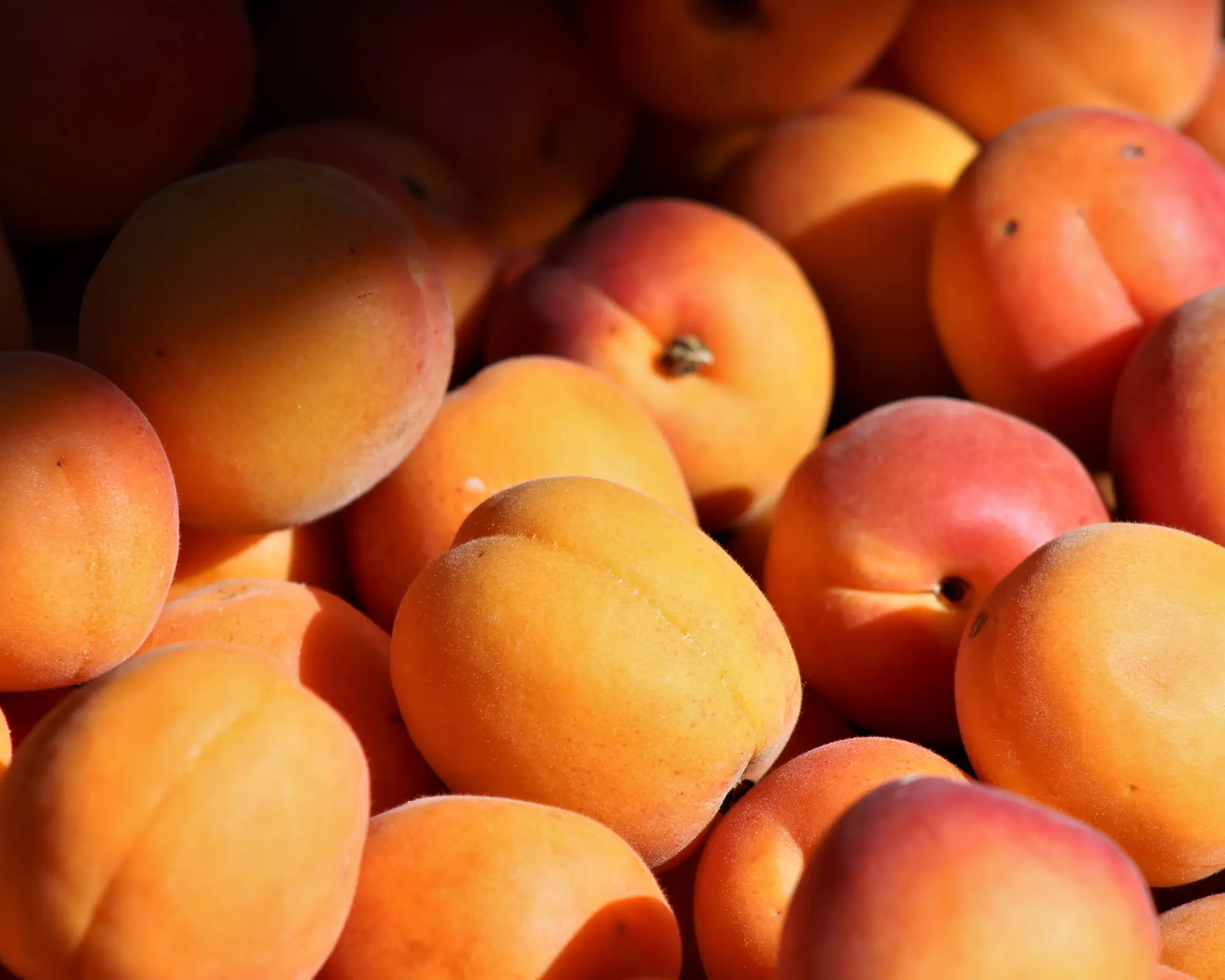 Freshly picked apricots from Valais